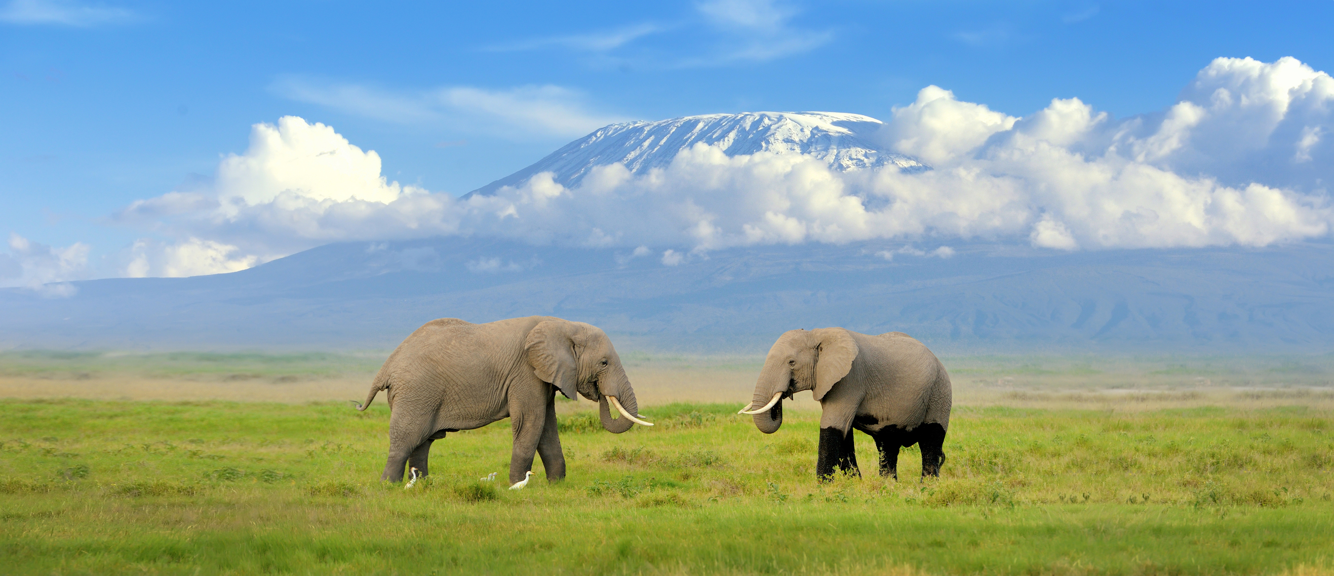 Elephant with Mount Kilimanjaro in the background
