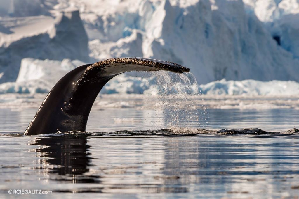 Antarctica