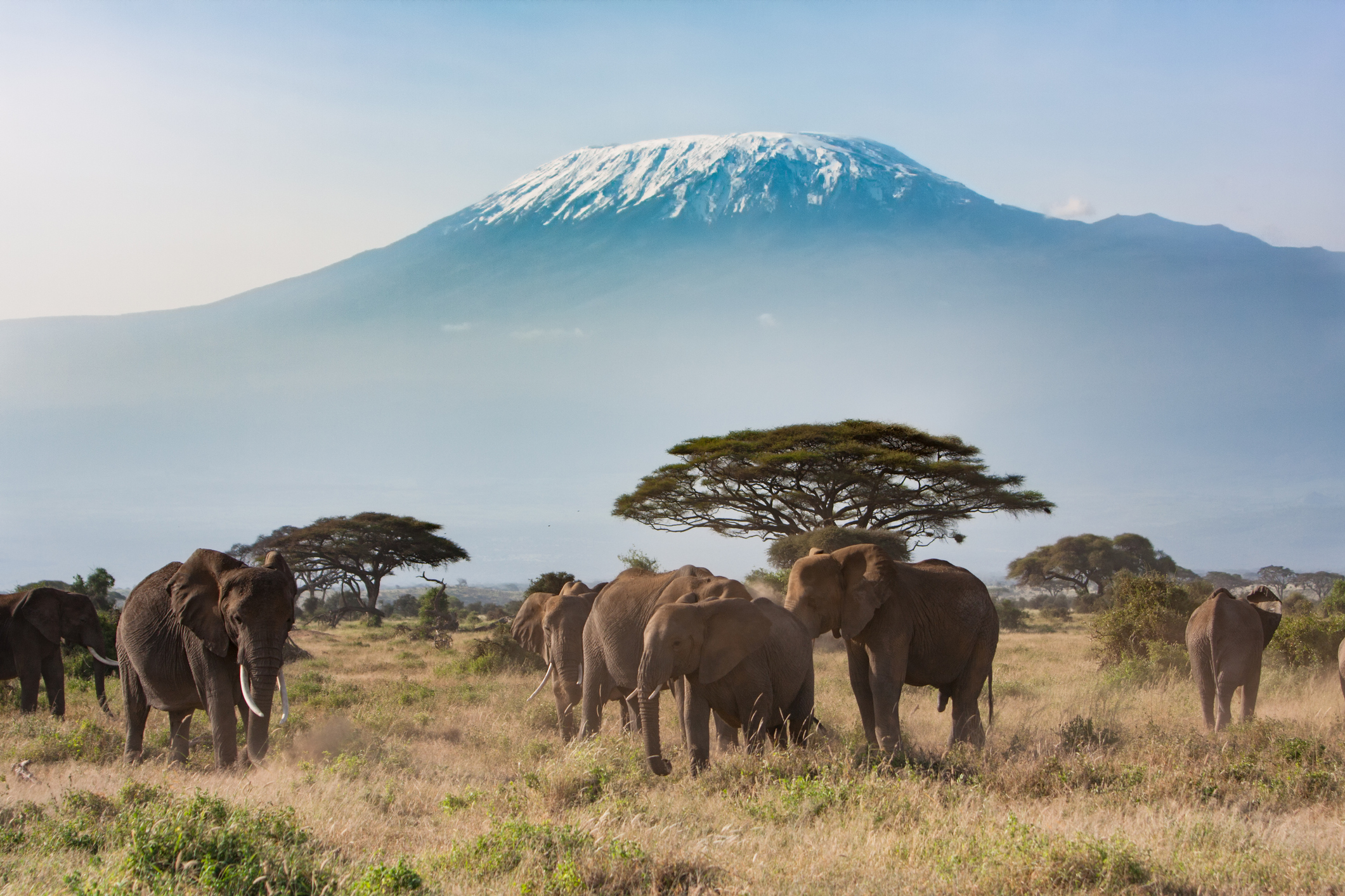A landscape shot of Mt Kilimanjaro with the famous elephants of Amboseli