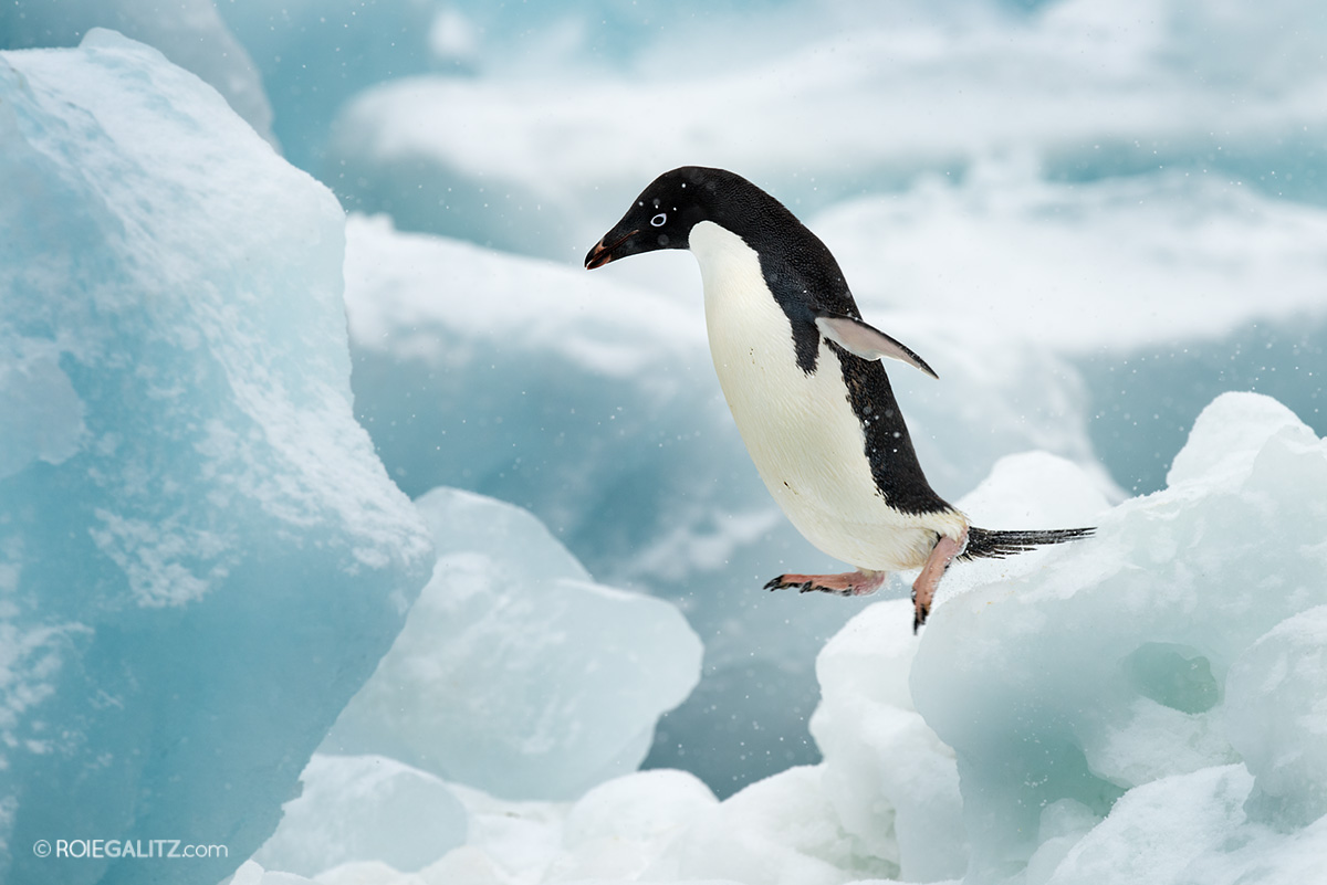 Antarctica