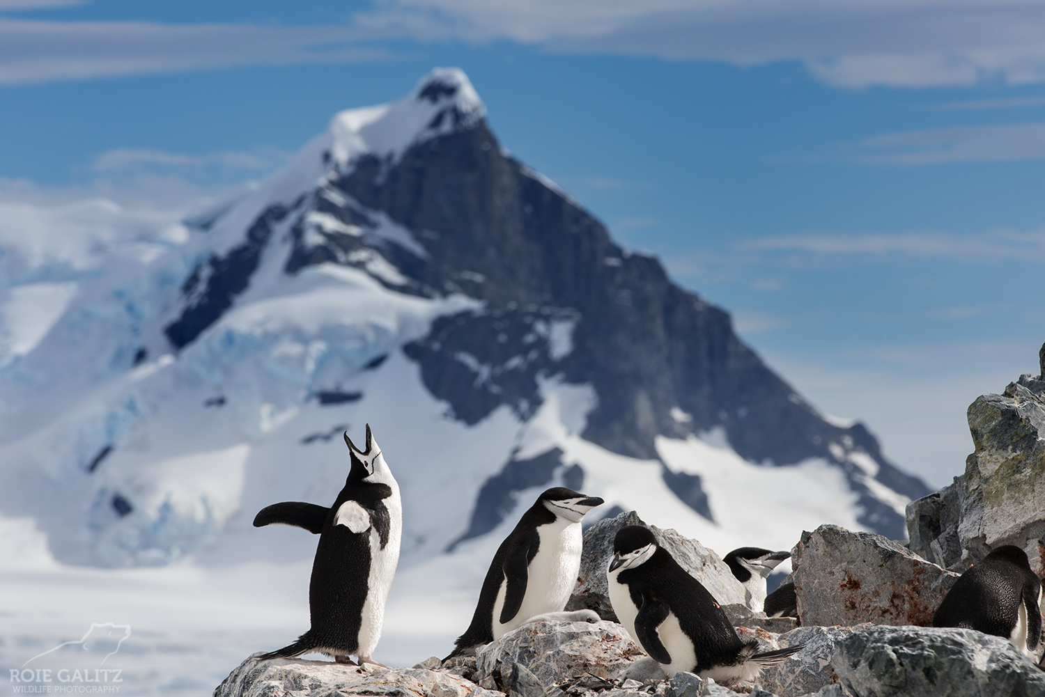 Antarctica