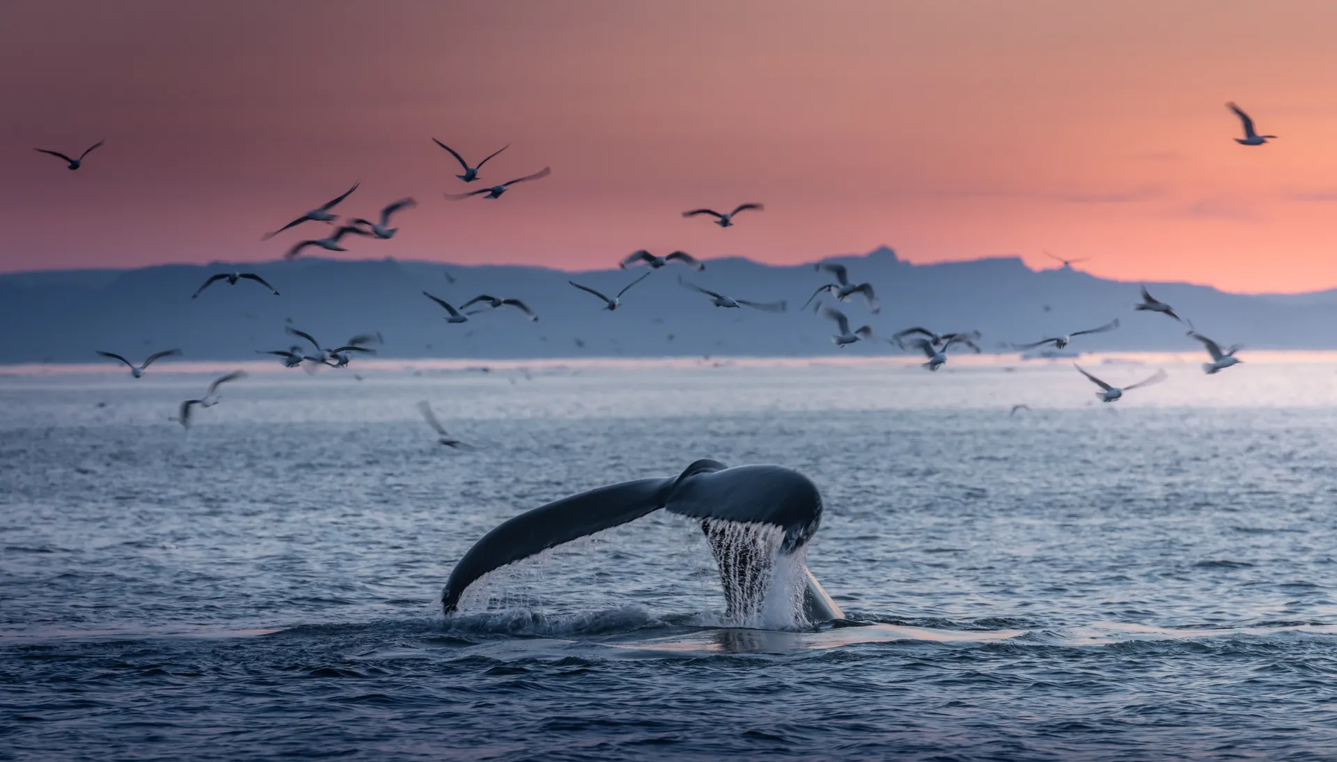 photodune-OJmndKuS-humpback-whales-in-the-beautiful-sunset-landscape-xl