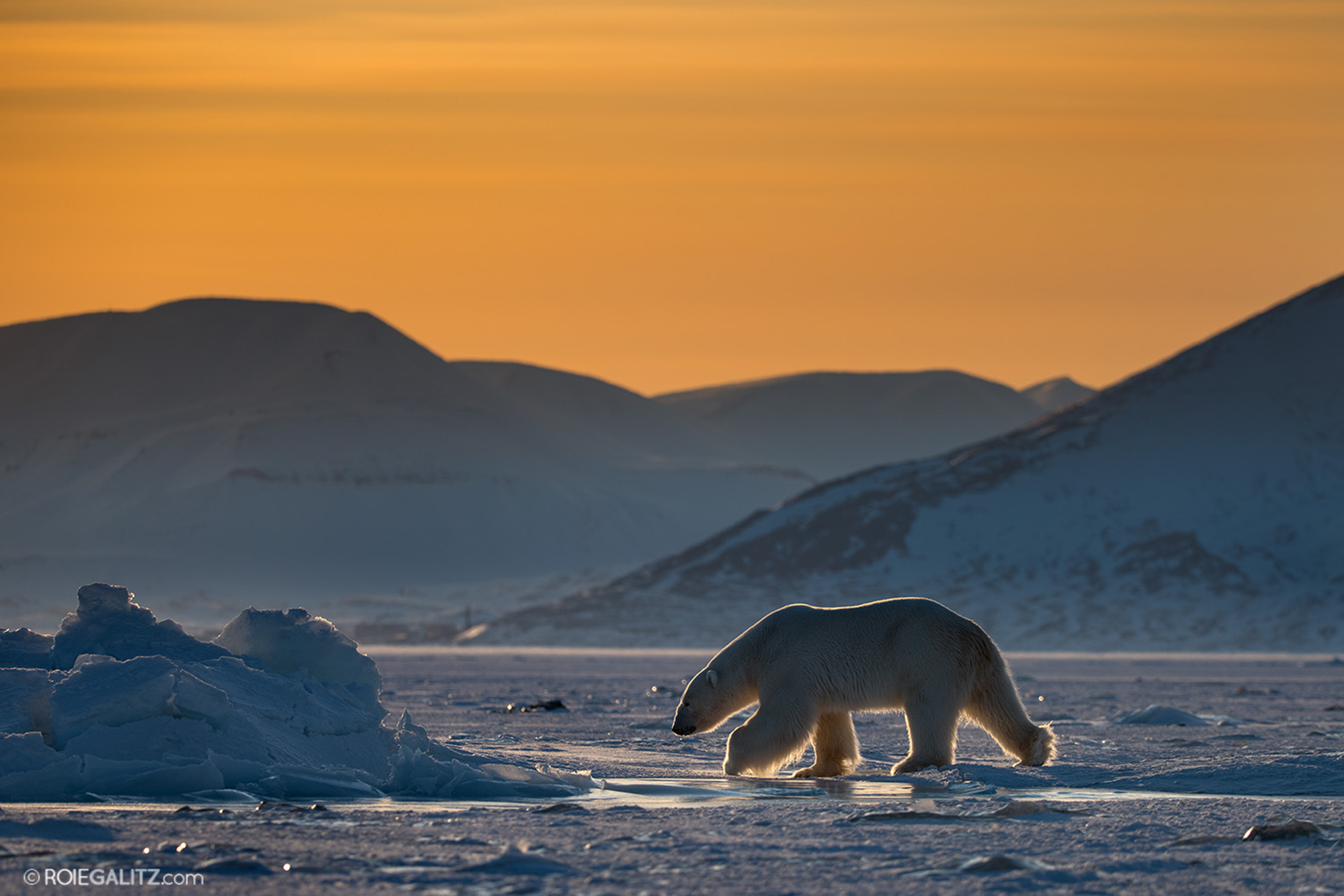 svalbard_roie_3-1.jpg