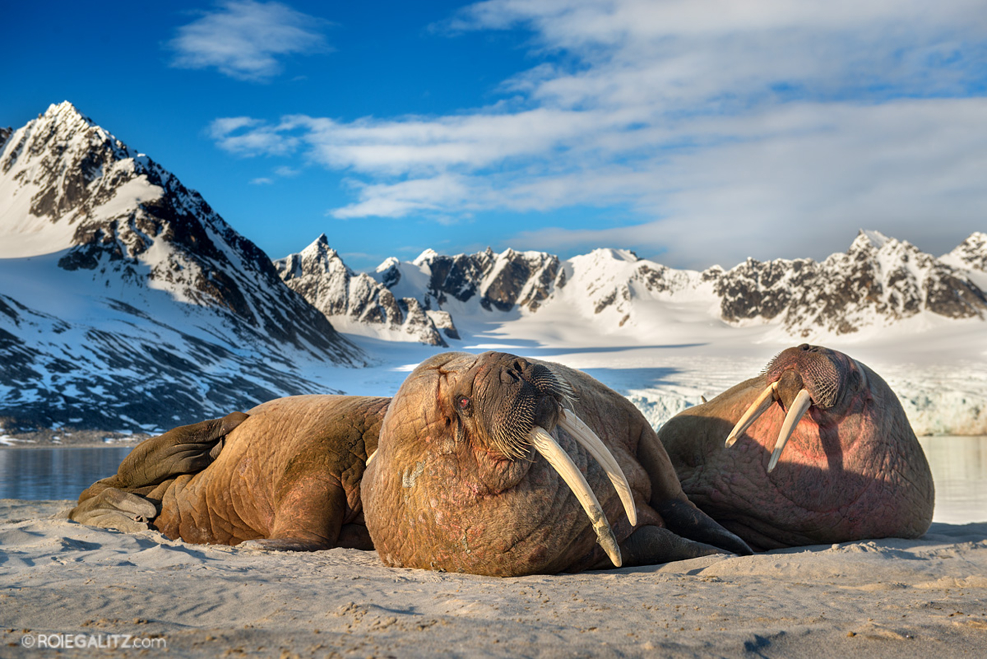 svalbard_roie_4.jpg