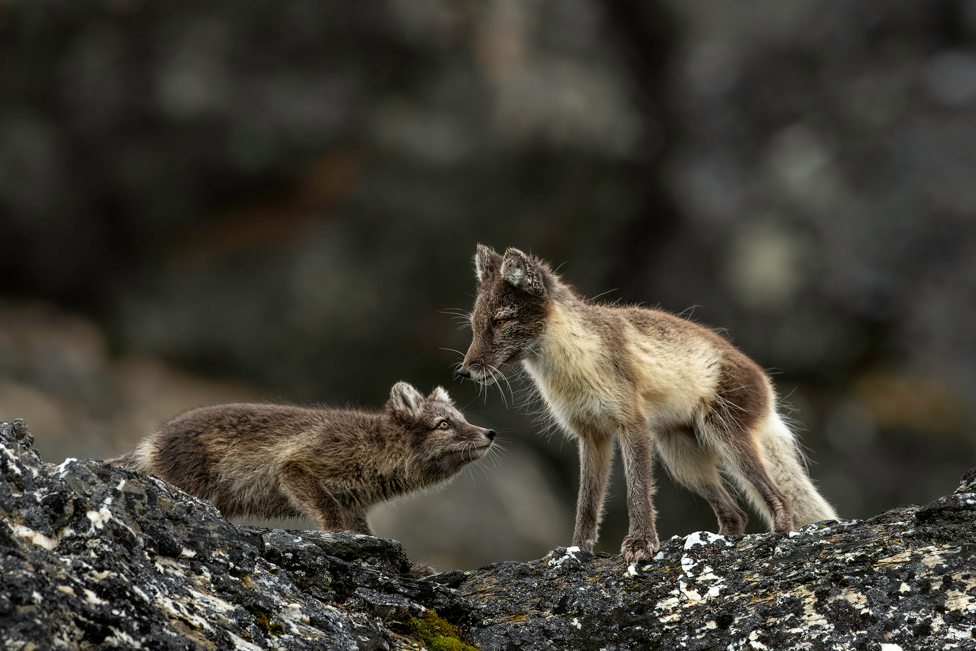 svalbard_yarin_5