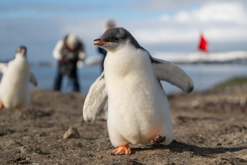 Antarctica