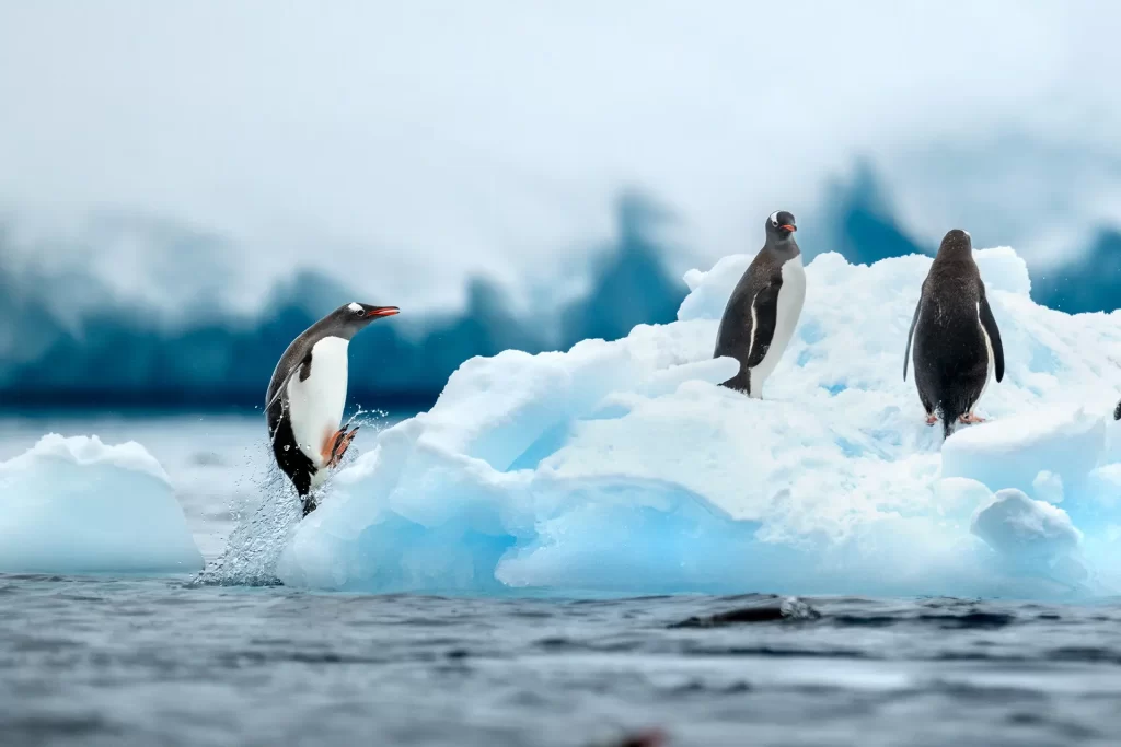 Antarctica