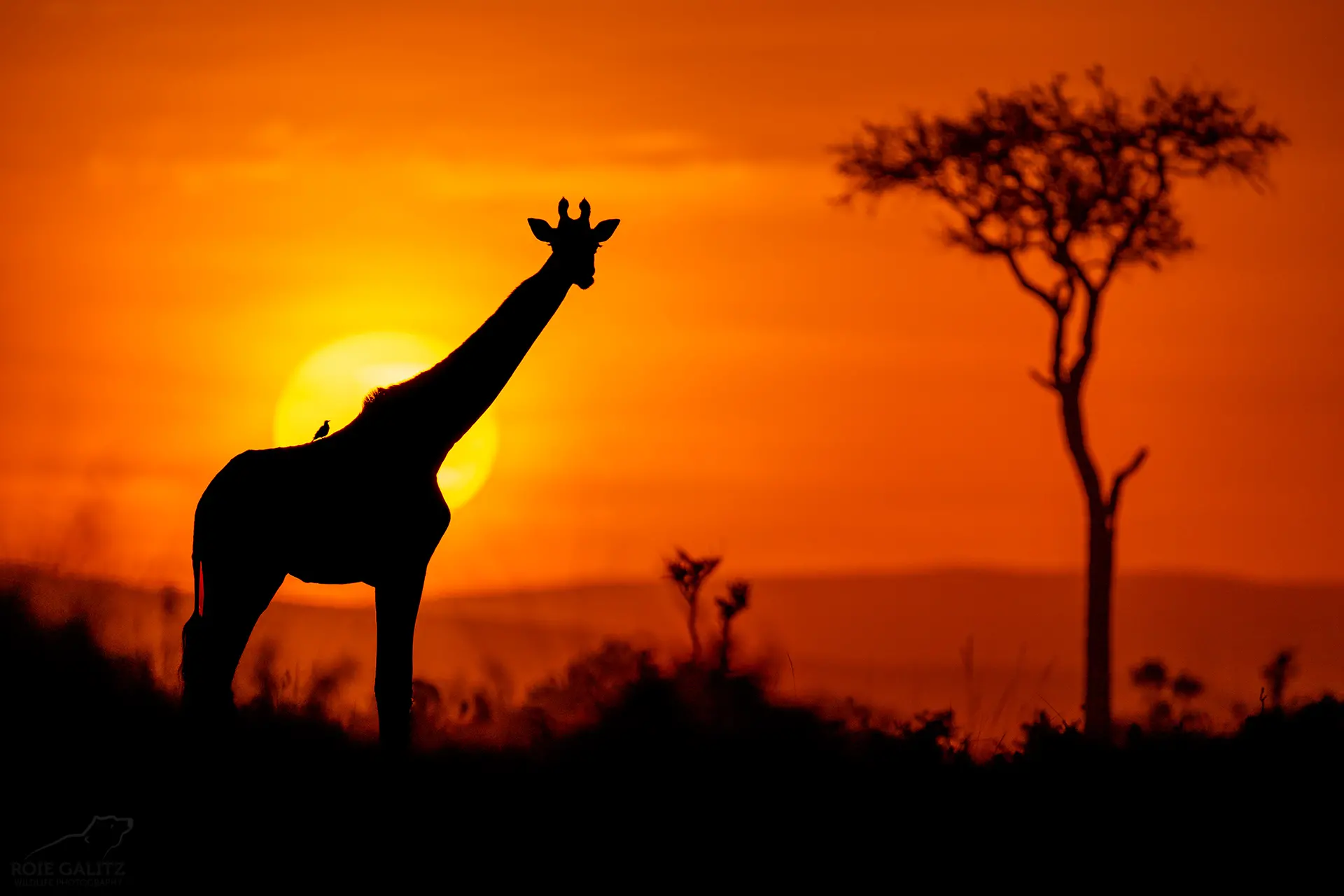 Kenya