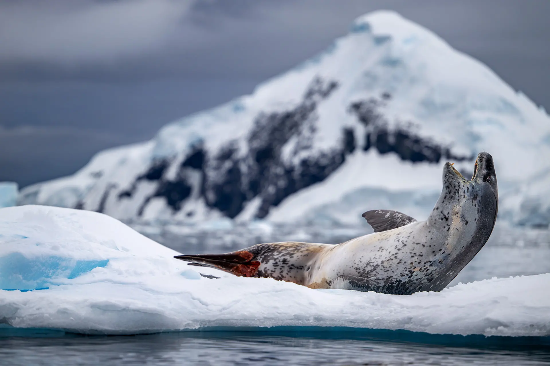 Antarctica