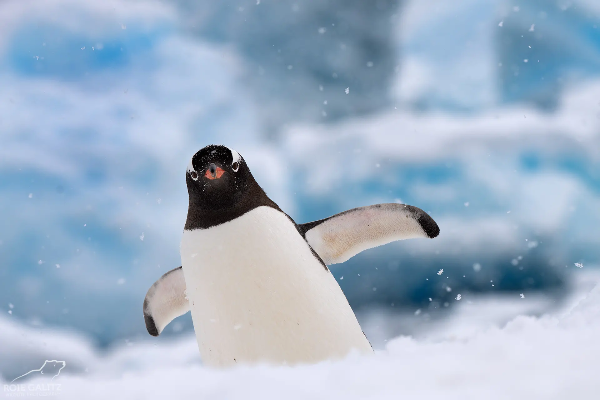 Antarctica