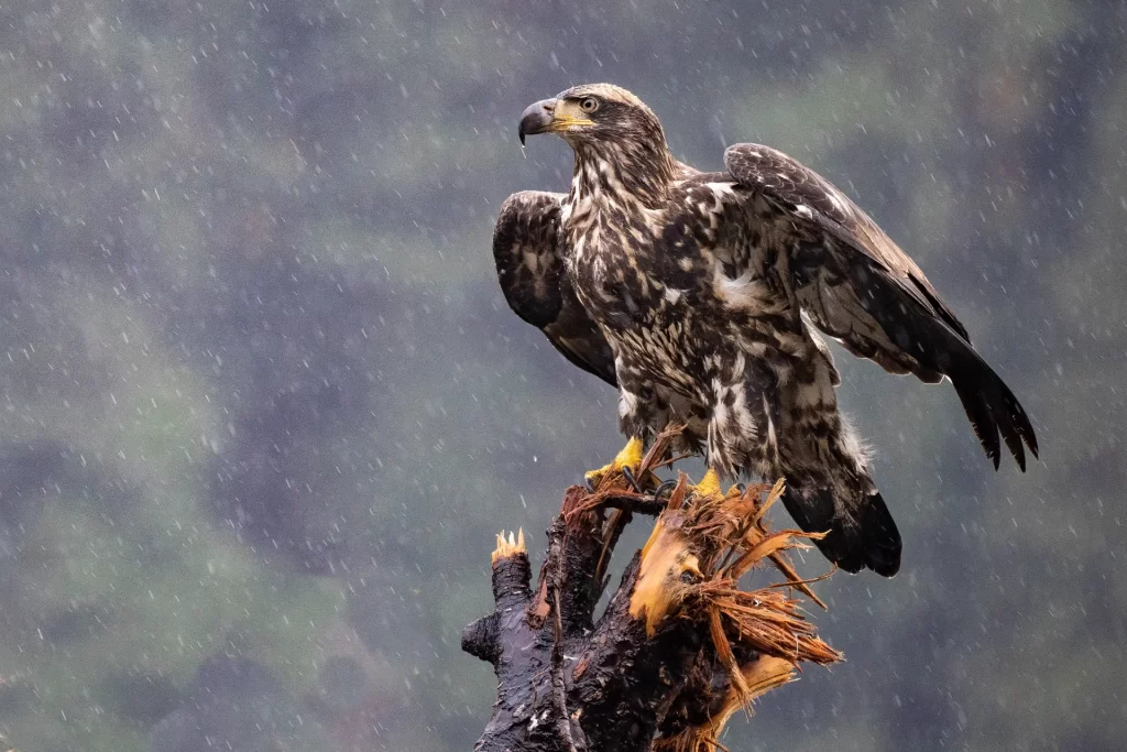 British Columbia