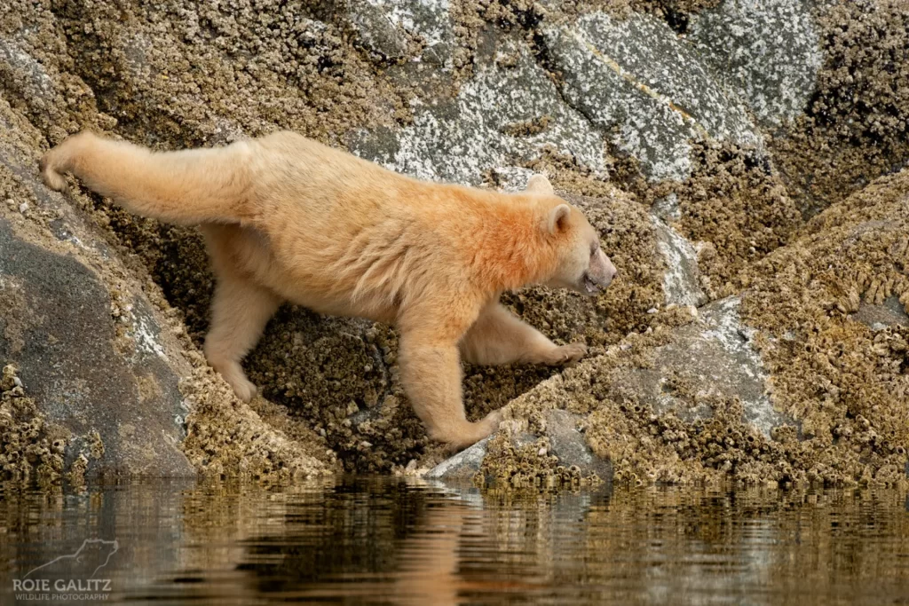 British Columbia