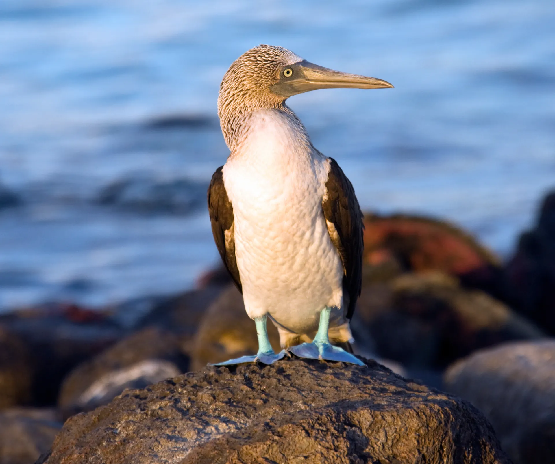 Galapagos