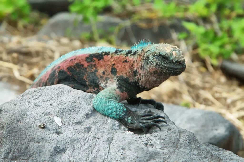 Galapagos
