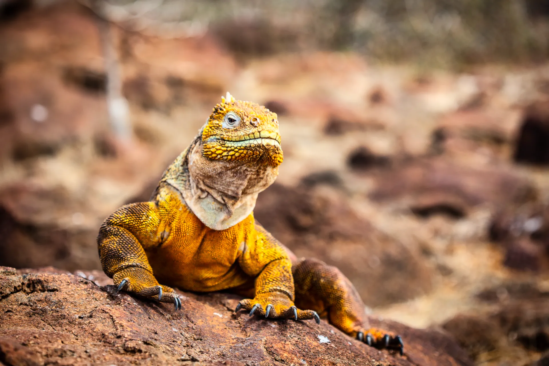 Galapagos