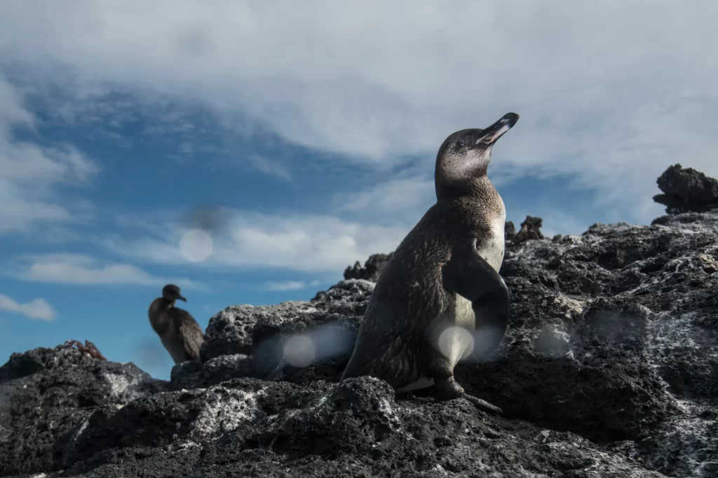 Galapagos