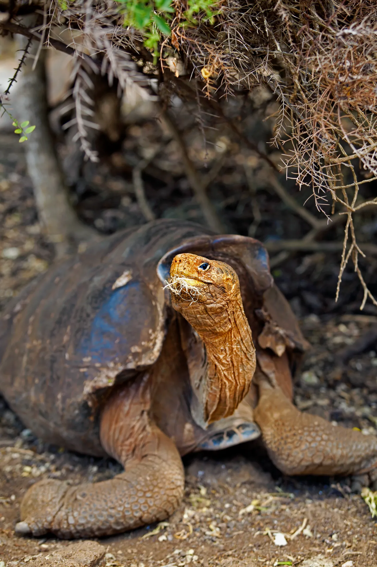 Galapagos